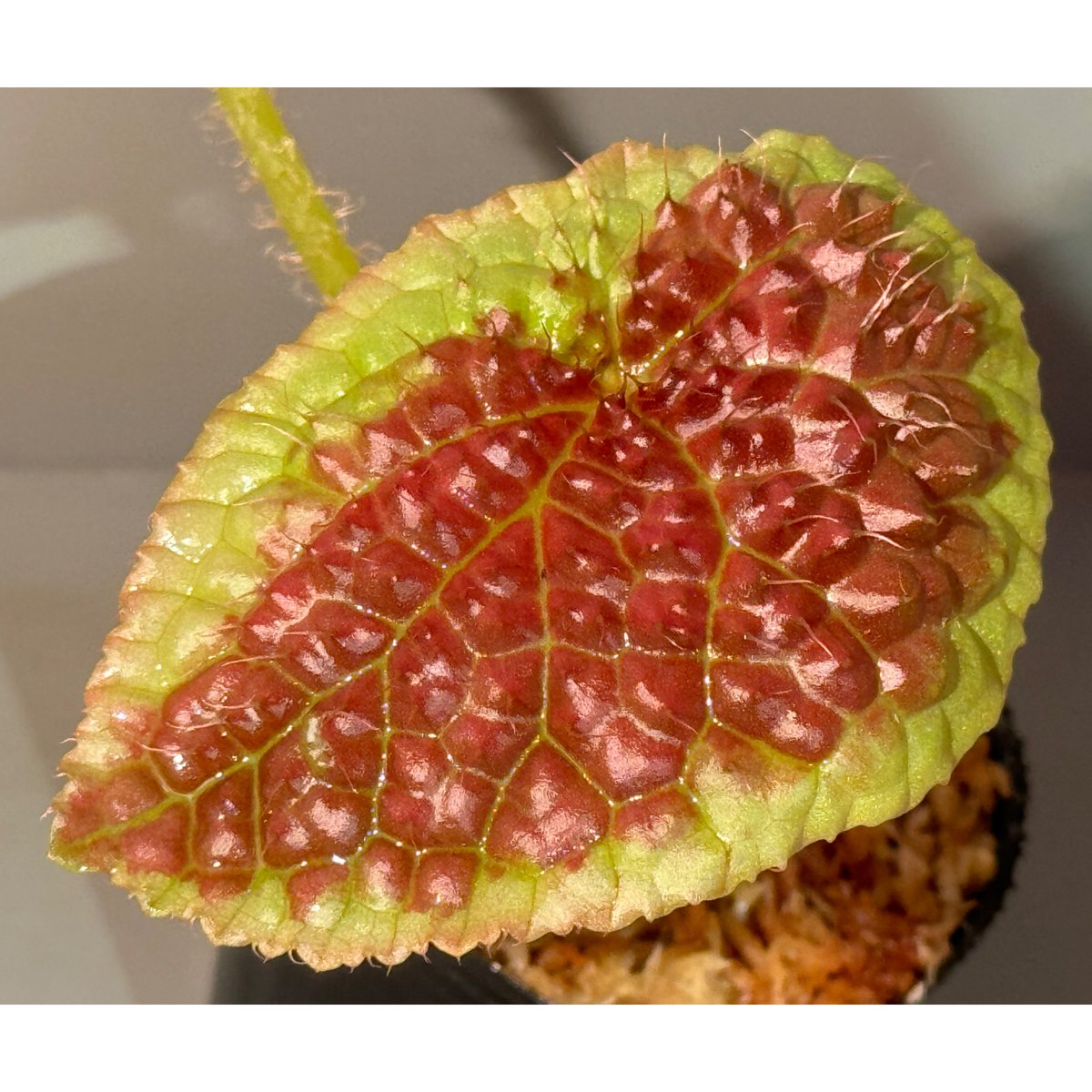 peculiarman Begonia 5点同梱発送 Begonia susaniae | M・R・G・R