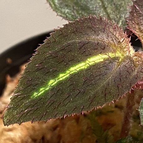 Sonerila sp. from Thailand [Asiatic Green]