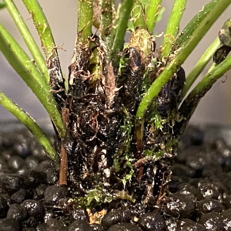 (大株) Blechnum obtusatum var. obtusatum from New Caledonia (固有種)