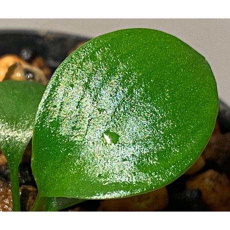 Homalomena sp. "Aceh selatan" Aceh Sumatra [TB]