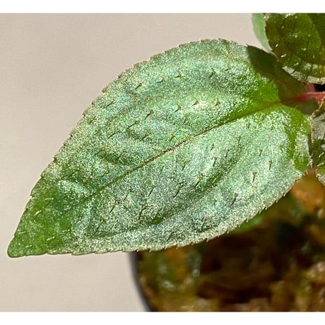 Sonerila sp. wf1 from Phang Nga Thailand [KZT]