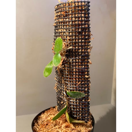Pyrrosia nummularifolia from Santa Fe Luzon Philippines [KSB]
