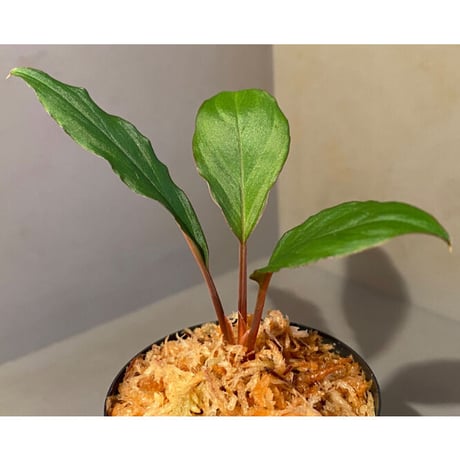 Homalomena sp. "Nanga pinoh" セミビロード Melawi Kal barat [TB]