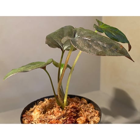 Syngonium sp. from Choco Colombia [tanakay]