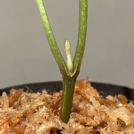 Cissus sp. "Padang" Sumatra barat [TB]