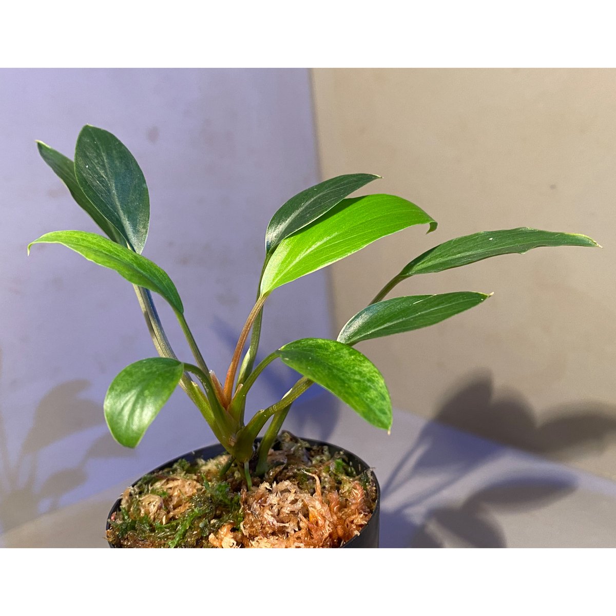 Homalomena sp.sekadau 【LA1111-00】 Yahoo!オークション - Homalomena sp. Sekadau LA1111-00 ホマロメナ