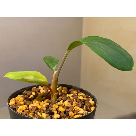 Homalomena sp. Aceh Silver from Aceh sumatera [LA0613-00]