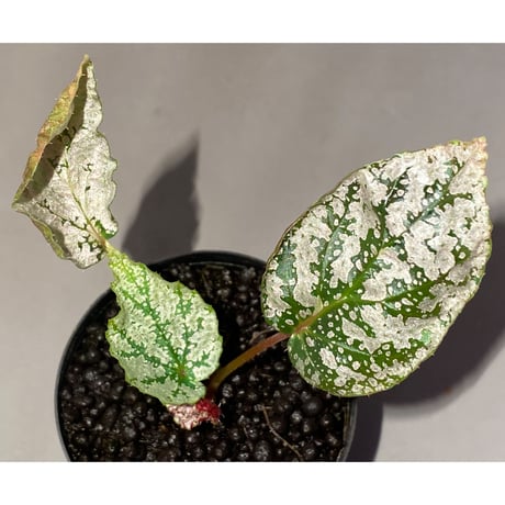 Begonia formosana from Taiwan