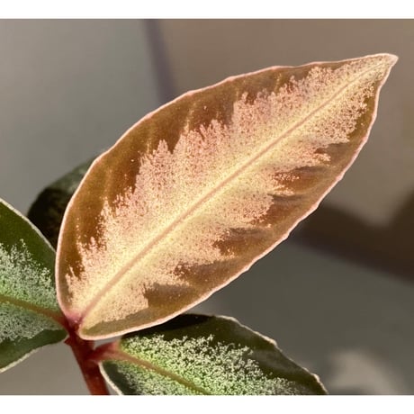 Ardisia sp. "Light Saber" ②