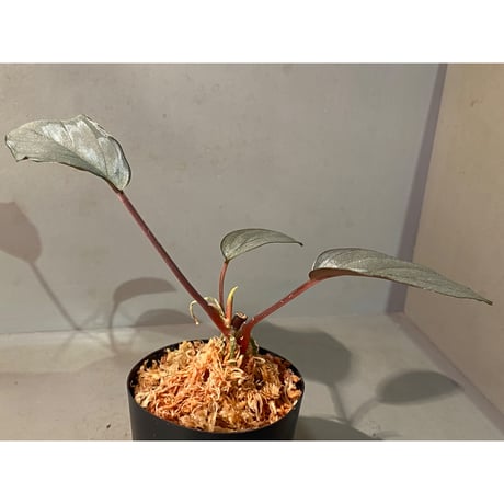 Homalomena sp. "Platinum Velvet" from Kepulauan Riau [KN]②