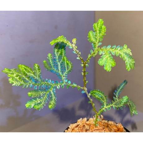 Selaginella willdenowii "variegata" 伊藤蟻植物農園 ①