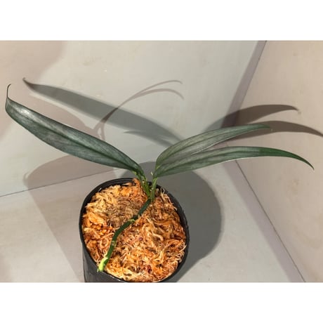 スキスマトグロッティス | STORES