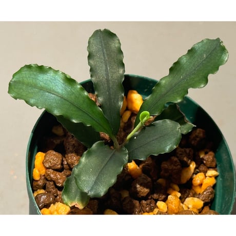 bucephalandra | STORES