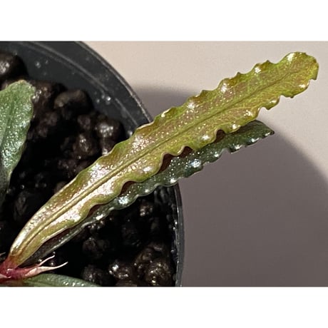 (３芽株) Bucephalandra micrantha "Kayulapis 1" [TB]