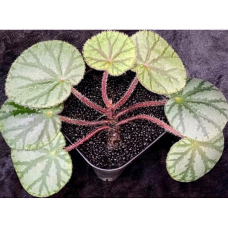Begonia austroguangxiensis
