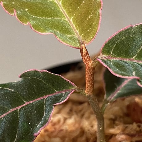 Labisia sp. from Riau Sumatera