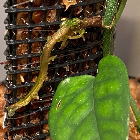 Philodendron sp. from Venezuela [tanakay]