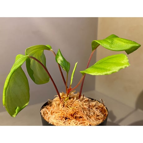 Homalomena sp. 赤A from Sepuluh Koto [TK061117-wf1] KZT