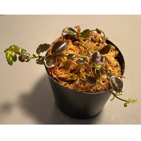 Pilea imparifolia from Iquitos Peru [tanakay]