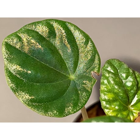 Peperomia meridiana from Ecuador [tanakay]