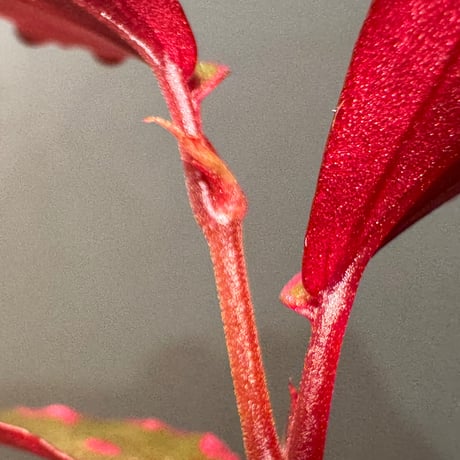 Begonia sp. ぼっち株 from Julau [R1214-01b]