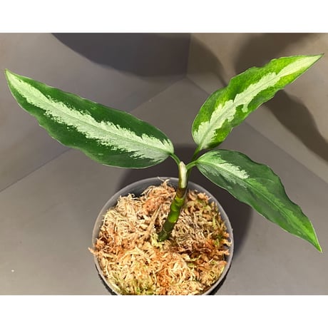 Aglaonema pictum from Aceh Sumatra [T-010519-b-2]