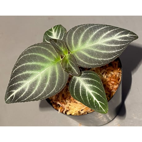 Gesneriaceae gen. from Kalimantan Barat