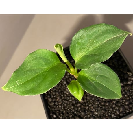 Aglaonema pictum 白モザイク CW1302 西スマトラ [TB]
