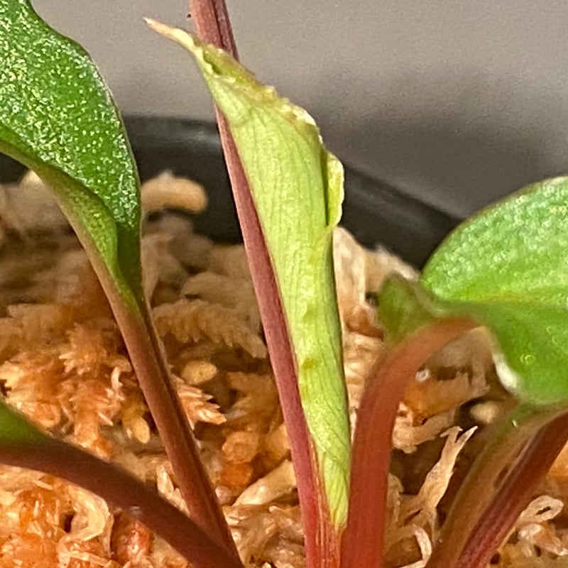 Homalomena sp. from Riau sumatera [LA0815-01] |