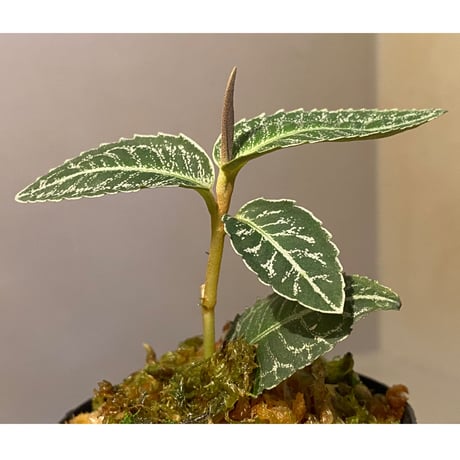 Labisia sp. " Silver Net" BNN from Sibolga timur [AZ1016-2]