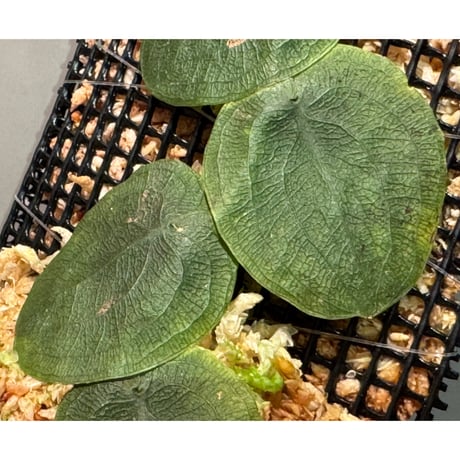 Pothos barberianus from Kapuas fulu West Kalimantan