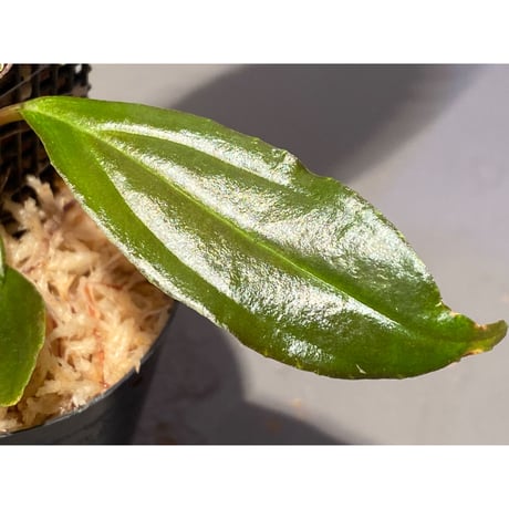 Medinilla sp. from Nueva Vizcaya Luzon Philippines
