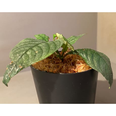 Ophiorrhiza? sp. "Kab. Sanggau" Kal barat [TB]