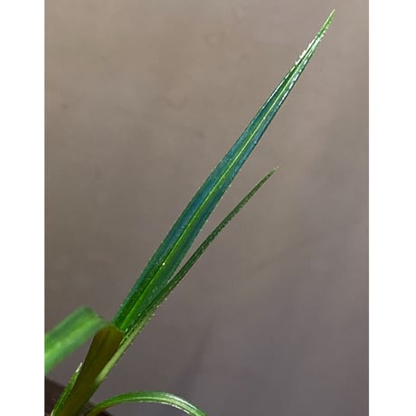 Mapania sp. from "Nanga pinoh" Melawi Kalimantan barat [TB]