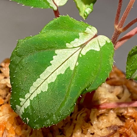Melastoma sp. from Sabah Malaysia