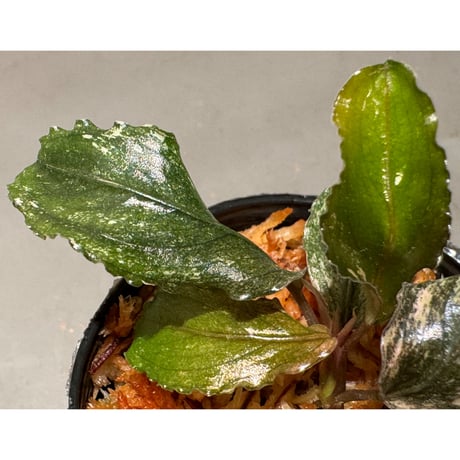 Bucephalandra sp. "Pink Variegata"