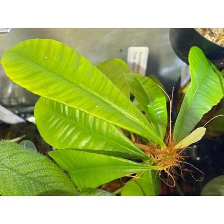 Sauvagesia sp. from Malay Peninsula