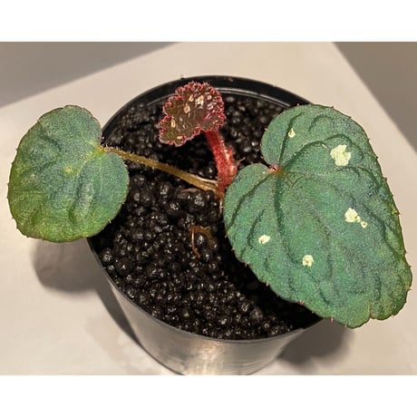 Begonia sp. from Tuyen Quang [YH1117] TK