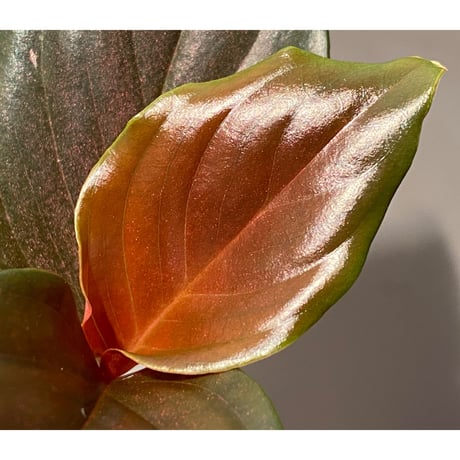 Rhodospatha sp. from Ecuador [tanakay]