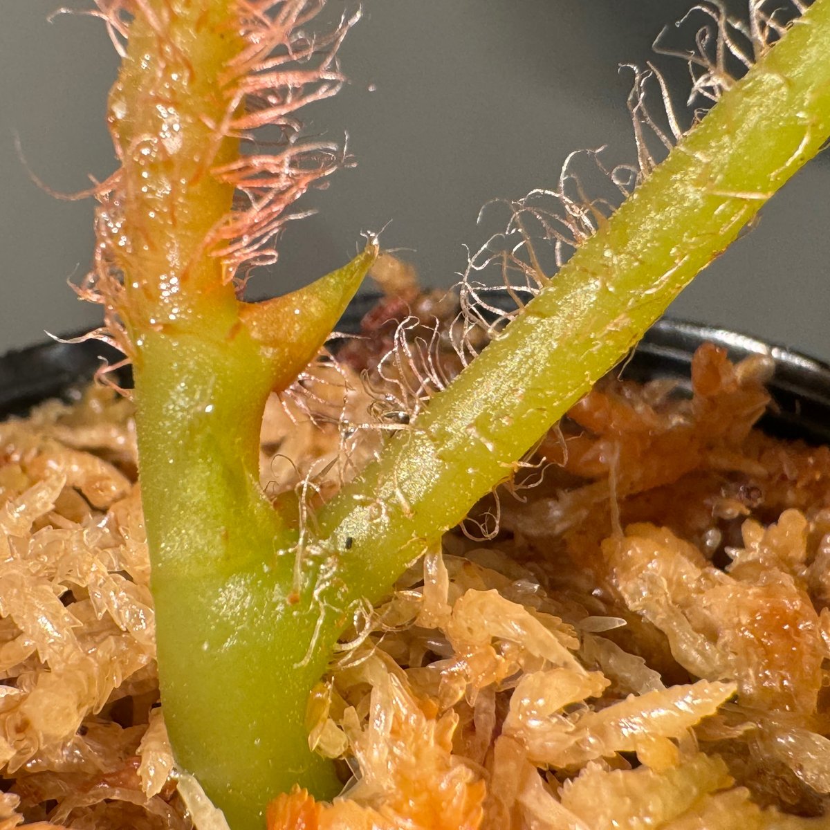 peculiarman　Begonia 5点同梱発送 Begonia sp. from North Toraja [S0919-02] 伊藤蟻植物農