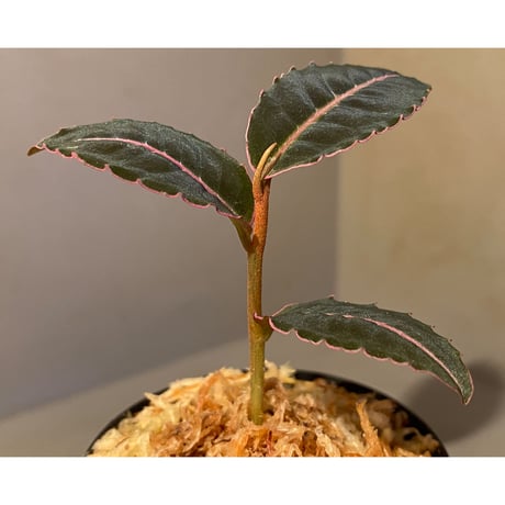 Labisia pumila from Miri