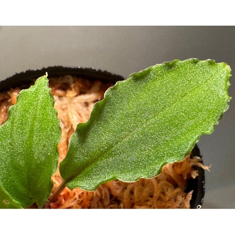 Homalomena sp. from Riau sumatera [LA0815-01]