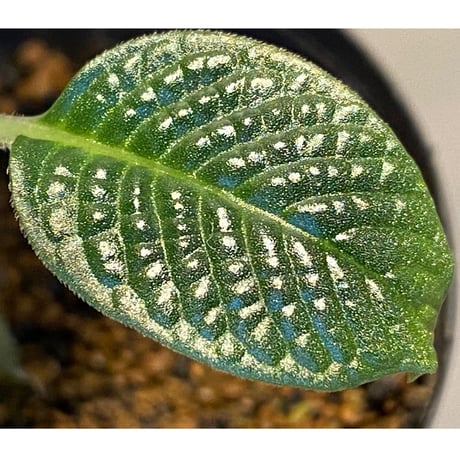Gesneria sp. from "Kayu lapis" [TB]