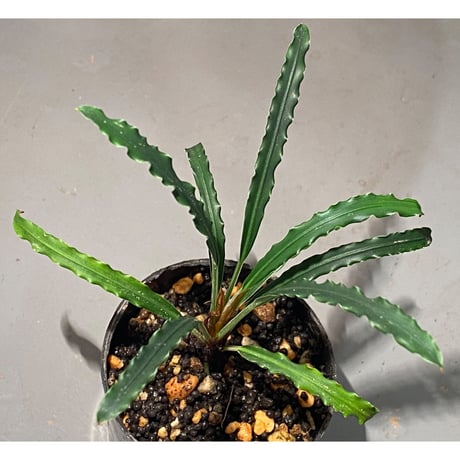 Fenestratarum mulyadii