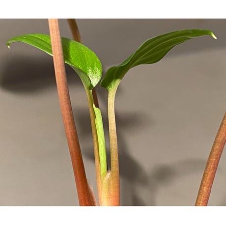 Homalomena sp. from Pahang Malaysia [R0718-02] RIO