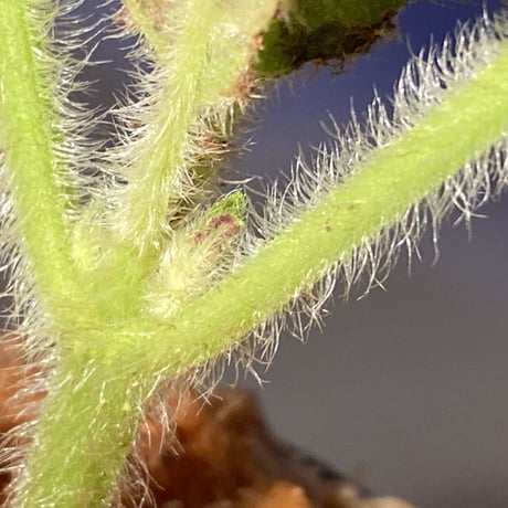 Kohleria inaequalis from Ecuador
