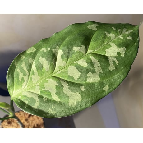Aglaonema pictum GW1707 "Padang sidempuan" [TB]