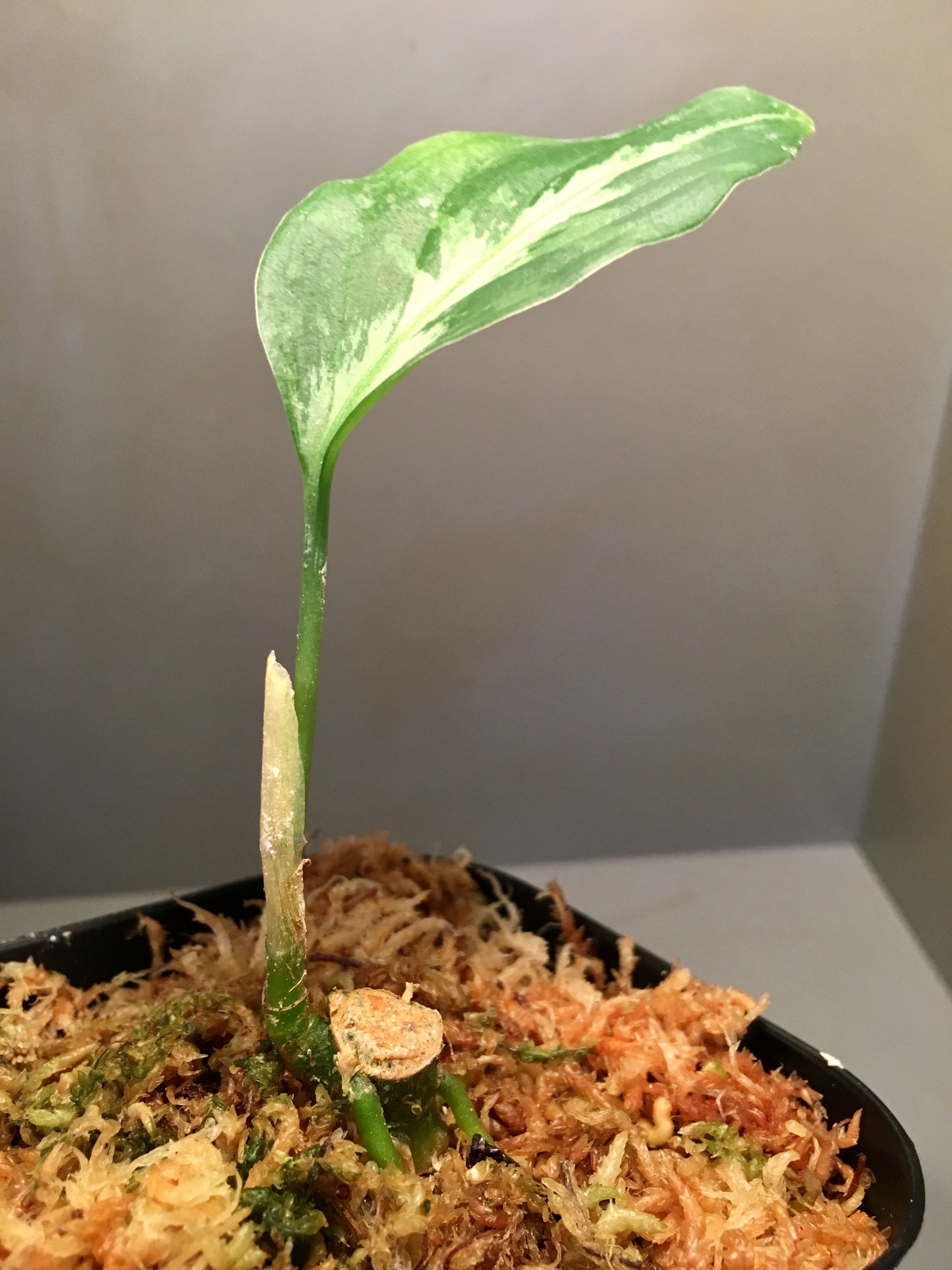 専用品 Aglaonema pictum メサイア GW1507 【TB便】 Aglaonema pictum GW1507 