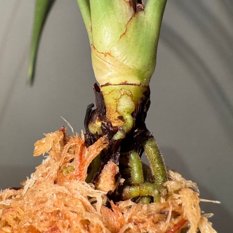Josefia intricata (旧Aridarum perisai) from Central Kalimantan ①