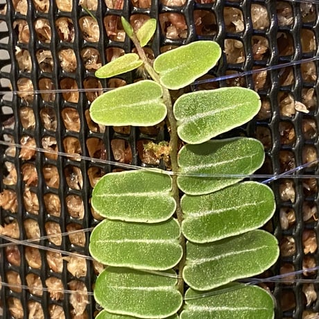 Marcgravia umbellata